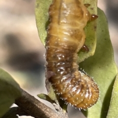 Perginae sp. (subfamily) (Unidentified pergine sawfly) at QPRC LGA - 5 Feb 2023 by Hejor1