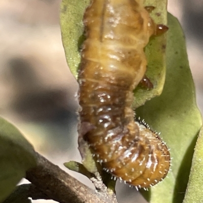 Perginae sp. (subfamily) (Unidentified pergine sawfly) at Greenleigh, NSW - 5 Feb 2023 by Hejor1