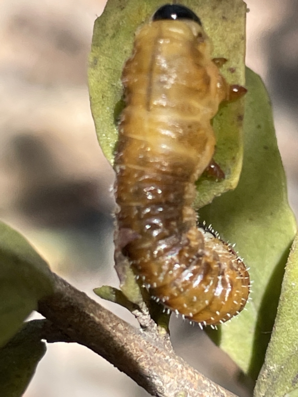 Perginae sp. (subfamily) at Greenleigh, NSW - 5 Feb 2023