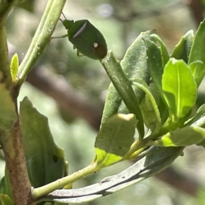 Ocirrhoe unimaculata (Green Stink Bug) at QPRC LGA - 5 Feb 2023 by Hejor1