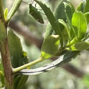 Ocirrhoe unimaculata at Greenleigh, NSW - 5 Feb 2023