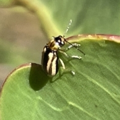 Monolepta froggatti (Leaf beetle) at Greenleigh, NSW - 5 Feb 2023 by Hejor1
