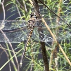 Hemicordulia tau (Tau Emerald) at Greenleigh, NSW - 5 Feb 2023 by Hejor1