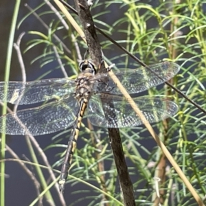 Hemicordulia tau at Greenleigh, NSW - 5 Feb 2023