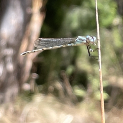 Austrolestes leda (Wandering Ringtail) at Greenleigh, NSW - 5 Feb 2023 by Hejor1