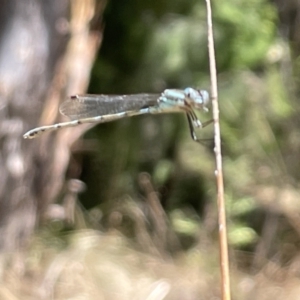 Austrolestes leda at Greenleigh, NSW - 5 Feb 2023