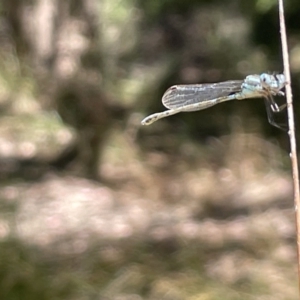 Austrolestes leda at Greenleigh, NSW - 5 Feb 2023