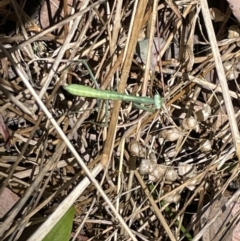 Unidentified Praying mantis (Mantodea) at Greenleigh, NSW - 5 Feb 2023 by Hejor1