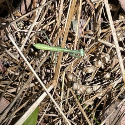 Mantidae (family) adult or nymph at Greenleigh, NSW - 5 Feb 2023 by Hejor1