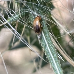 Phyllotocus macleayi (Nectar scarab) at QPRC LGA - 5 Feb 2023 by Hejor1