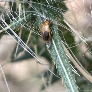 Phyllotocus macleayi at Greenleigh, NSW - 5 Feb 2023 01:23 PM