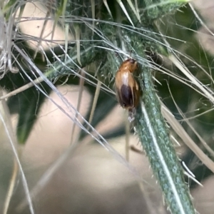 Phyllotocus macleayi at Greenleigh, NSW - 5 Feb 2023 01:23 PM