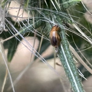 Phyllotocus macleayi at Greenleigh, NSW - 5 Feb 2023