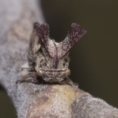 Ceraon sp. (genus) (2-horned tree hopper) at Hawker, ACT - 5 Feb 2023 by AlisonMilton