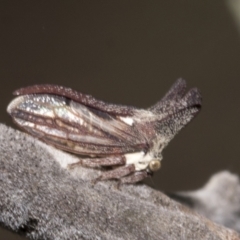 Ceraon sp. (genus) at Hawker, ACT - 5 Feb 2023