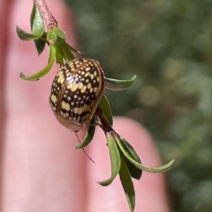 Paropsis pictipennis at Greenleigh, NSW - 5 Feb 2023