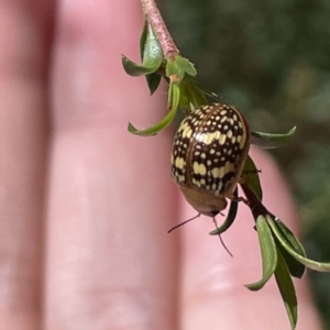 Paropsis pictipennis at Greenleigh, NSW - 5 Feb 2023