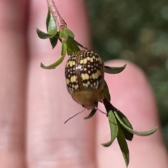 Paropsis pictipennis at Greenleigh, NSW - 5 Feb 2023
