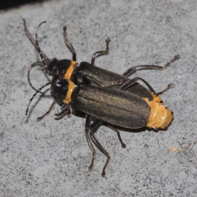 Chauliognathus lugubris (Plague Soldier Beetle) at Hawker, ACT - 5 Feb 2023 by AlisonMilton