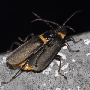 Chauliognathus lugubris at Hawker, ACT - 5 Feb 2023 09:46 AM