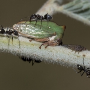 Sextius virescens at Hawker, ACT - 5 Feb 2023