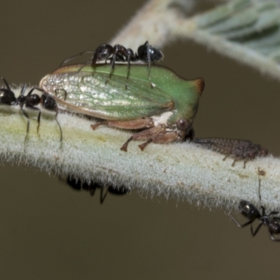 Sextius virescens (Acacia horned treehopper) at Hawker, ACT - 5 Feb 2023 by AlisonMilton