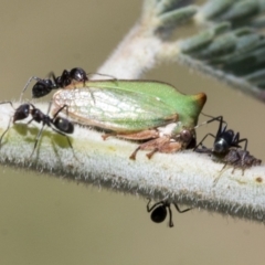 Sextius virescens at Hawker, ACT - 5 Feb 2023