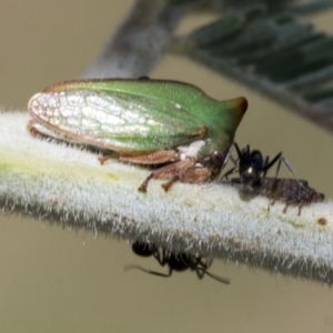 Sextius virescens at Hawker, ACT - 5 Feb 2023