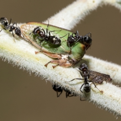Iridomyrmex sp. (genus) (Ant) at Hawker, ACT - 4 Feb 2023 by AlisonMilton