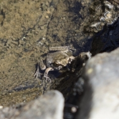 Crinia sp. (genus) (A froglet) at Rendezvous Creek, ACT - 5 Feb 2023 by LOz