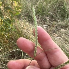 Paspalum dilatatum (Paspalum) at Aranda, ACT - 5 Feb 2023 by lbradley