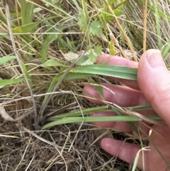 Paspalum dilatatum at Aranda, ACT - 5 Feb 2023