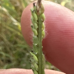 Paspalum dilatatum at Aranda, ACT - 5 Feb 2023