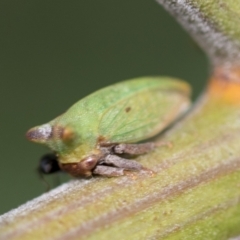 Sextius virescens (Acacia horned treehopper) at Higgins, ACT - 3 Feb 2023 by AlisonMilton