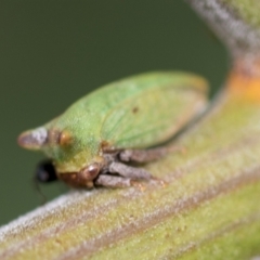 Sextius virescens at Higgins, ACT - 3 Feb 2023 11:23 AM