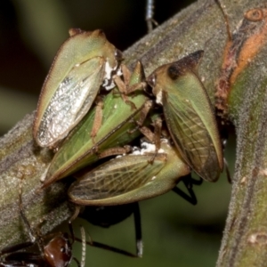 Sextius virescens at Higgins, ACT - 4 Feb 2023 07:37 AM