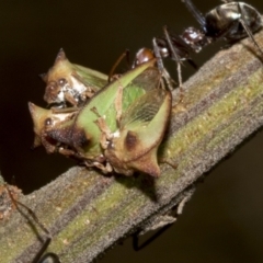 Sextius virescens at Higgins, ACT - 4 Feb 2023 07:37 AM