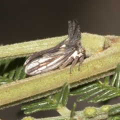 Ceraon vitta (Treehopper) at Higgins, ACT - 4 Feb 2023 by AlisonMilton