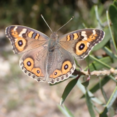 Junonia villida (Meadow Argus) at Murrumbateman, NSW - 5 Feb 2023 by SimoneC