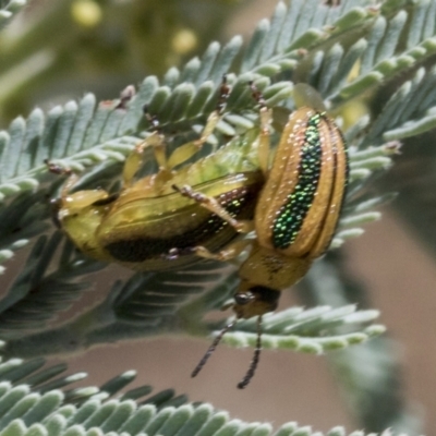 Calomela vittata (Acacia leaf beetle) at Hawker, ACT - 5 Feb 2023 by AlisonMilton