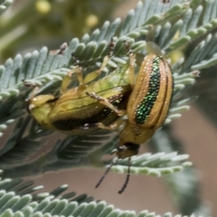 Calomela vittata (Acacia leaf beetle) at Hawker, ACT - 4 Feb 2023 by AlisonMilton