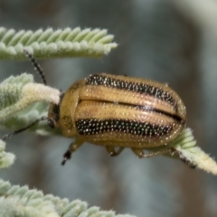 Calomela vittata at Hawker, ACT - 5 Feb 2023