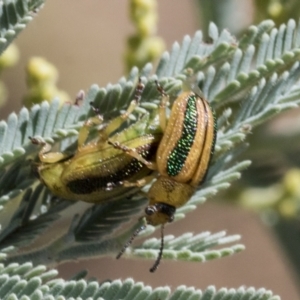 Calomela vittata at Hawker, ACT - 5 Feb 2023