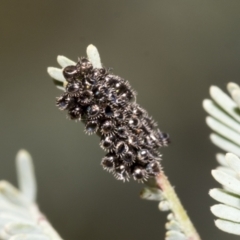 Unidentified Shield, Stink & Jewel Bug (Pentatomoidea) (TBC) at Hawker, ACT - 4 Feb 2023 by AlisonMilton