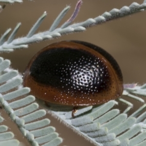 Dicranosterna immaculata at Hawker, ACT - 5 Feb 2023