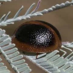 Dicranosterna immaculata (Acacia leaf beetle) at Hawker, ACT - 4 Feb 2023 by AlisonMilton