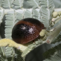 Dicranosterna immaculata at Hawker, ACT - 5 Feb 2023 09:34 AM