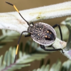 Unidentified Shield, Stink or Jewel Bug (Pentatomoidea) at Hawker, ACT - 4 Feb 2023 by AlisonMilton