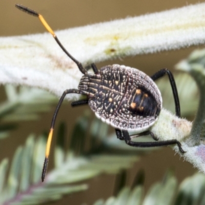 Unidentified Shield, Stink & Jewel Bug (Pentatomoidea) at Hawker, ACT - 4 Feb 2023 by AlisonMilton