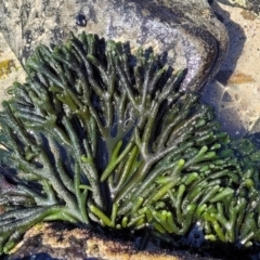 Codium fragile at Manyana, NSW - 5 Feb 2023 by trevorpreston